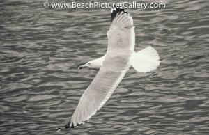 Beach Decor Seagull Gull Black White BlackWhite Decorating Idea For Bathroom Bedroom Living Room Kitchen Art Picture Photo Photography Redecorating Design House Home Ideas Inspired Nautical Room Idea 